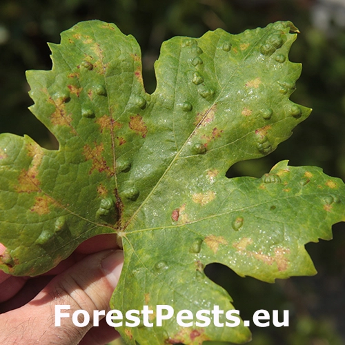 Vlnovn&iacute;k viničov&yacute;