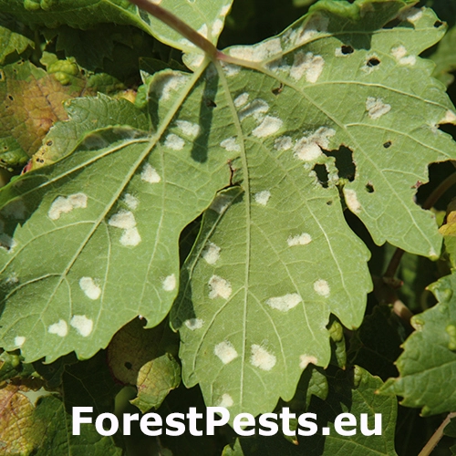 Vlnovn&iacute;k viničov&yacute;