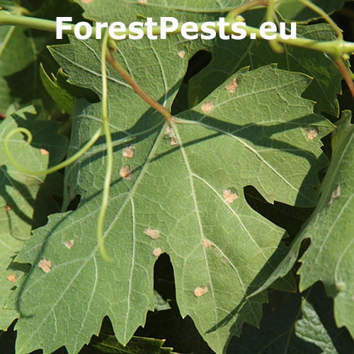 Vlnovn&iacute;k viničov&yacute;