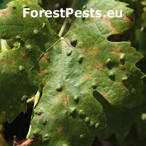 Vlnovn&iacute;k viničov&yacute;