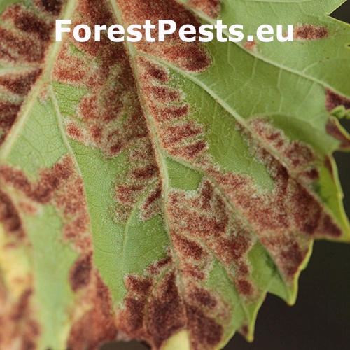 Vlnovn&iacute;k viničov&yacute;