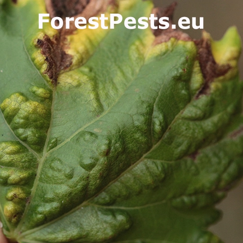 Vlnovn&iacute;k viničov&yacute;