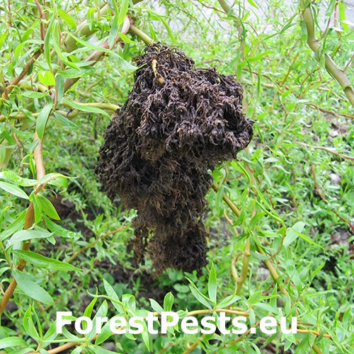 Vlnovn&iacute;k vŕbov&yacute;