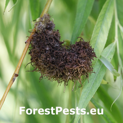 Vlnovn&iacute;k vŕbov&yacute;