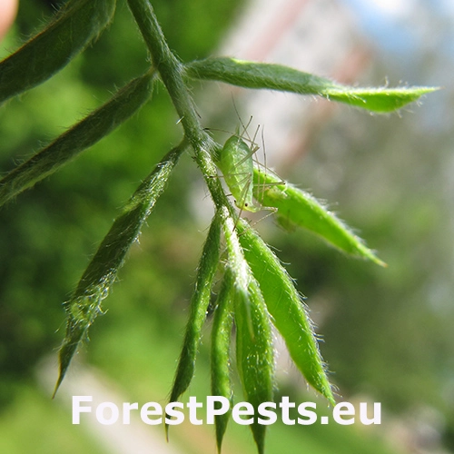 Vo&scaron;ka Acyrthosiphon caraganae