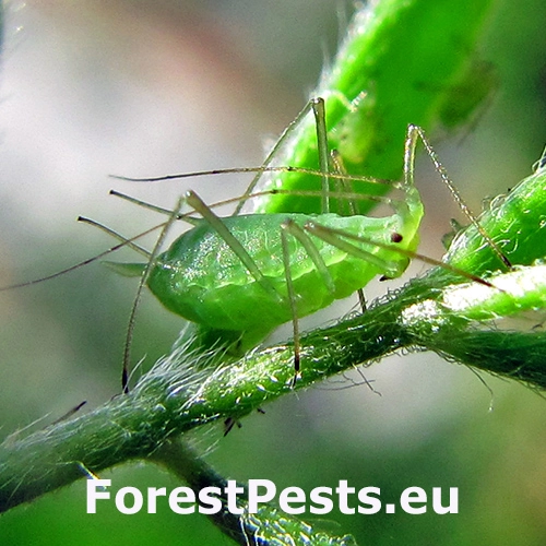 Vo&scaron;ka Acyrthosiphon caraganae