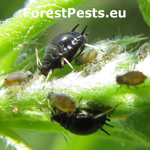 Vo&scaron;ka Aphis craccivora