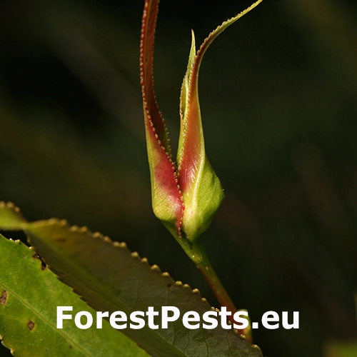 Vo&scaron;ka Aphis farinosa