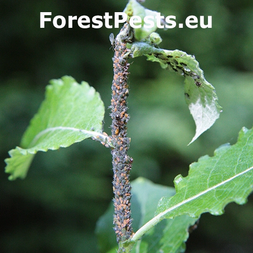 Vo&scaron;ka Aphis farinosa