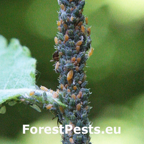 Vo&scaron;ka Aphis farinosa