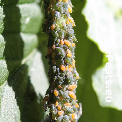 Vo&scaron;ka Aphis farinosa