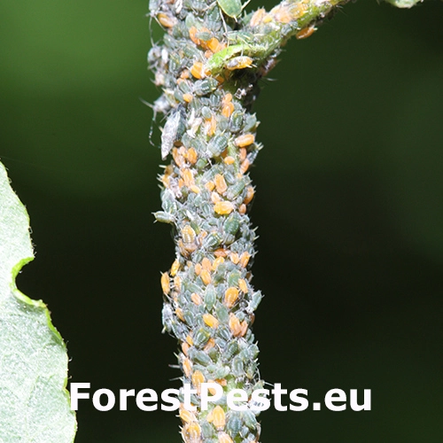 Vo&scaron;ka Aphis farinosa