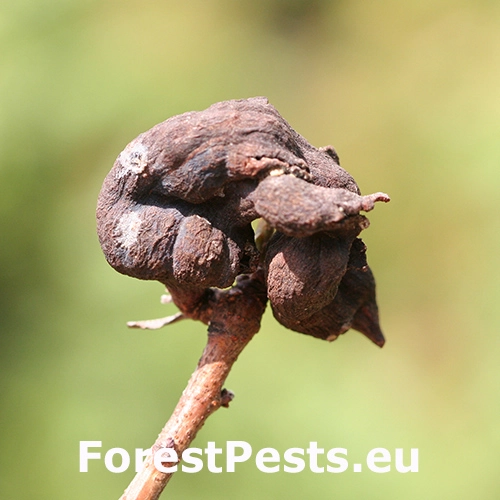 Vo&scaron;ka Baizongia pistaciae