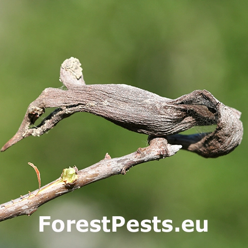 Vo&scaron;ka Baizongia pistaciae