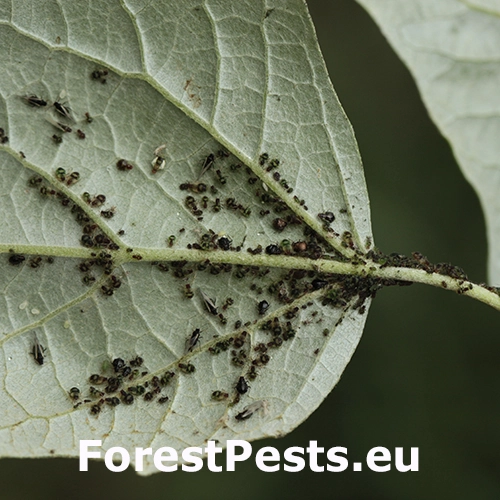 Vo&scaron;ka Chaitophorus populeti