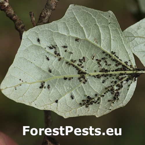 Vo&scaron;ka Chaitophorus populeti