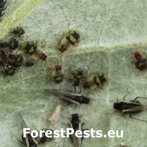 Vo&scaron;ka Chaitophorus populeti