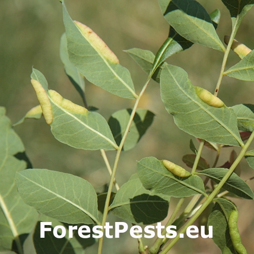 Vo&scaron;ka Forda marginata