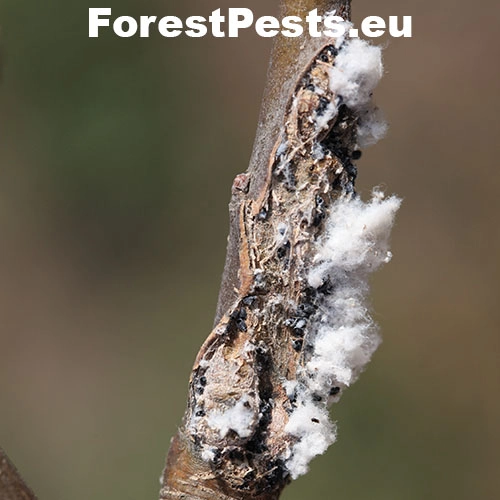 Vo&scaron;ka krvav&aacute;