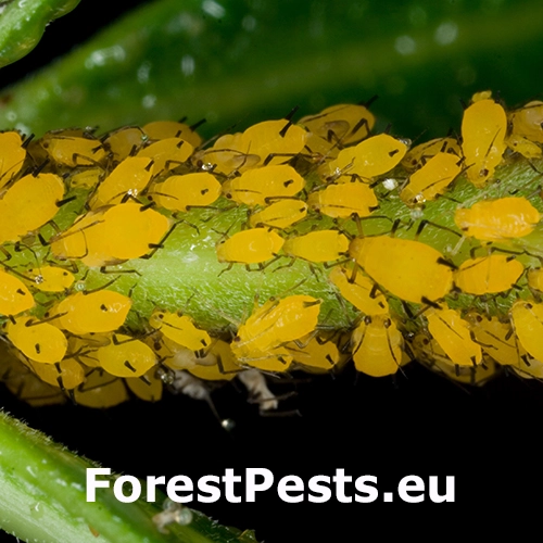 Vo&scaron;ka oleandrov&aacute;