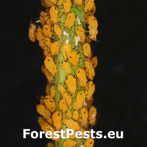 Vo&scaron;ka oleandrov&aacute;