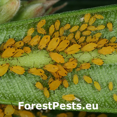 Vo&scaron;ka oleandrov&aacute;