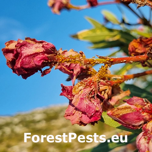 Vo&scaron;ka oleandrov&aacute;