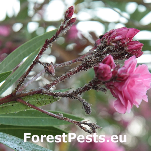 Vo&scaron;ka oleandrov&aacute;