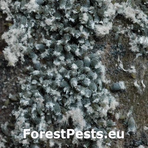 Voška Phloeomyzus passerinii