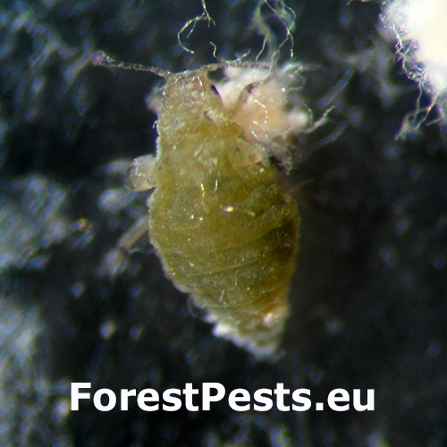 Fuz&aacute;č Chlorophorus varius