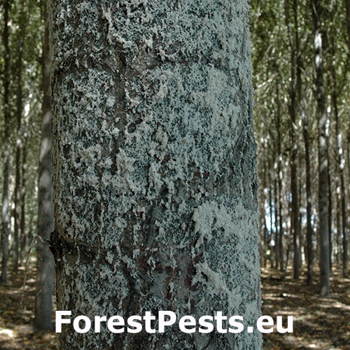 Fuz&aacute;č Chlorophorus varius