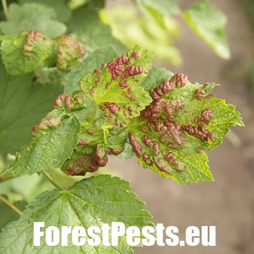 Vo&scaron;ka r&iacute;bezľov&aacute;