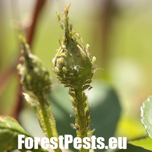 Vo&scaron;ka ružov&aacute;