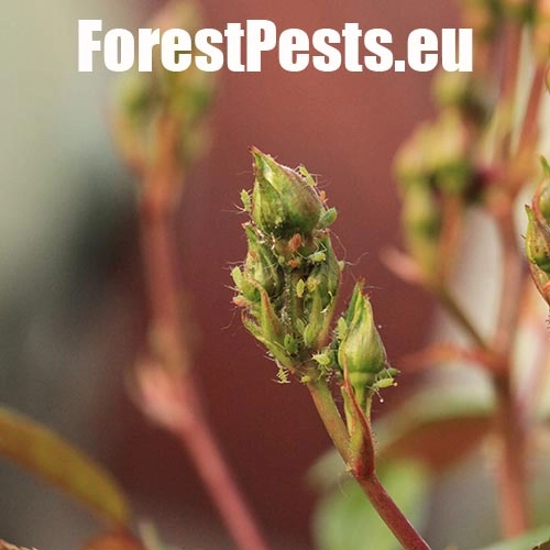 Vo&scaron;ka ružov&aacute;