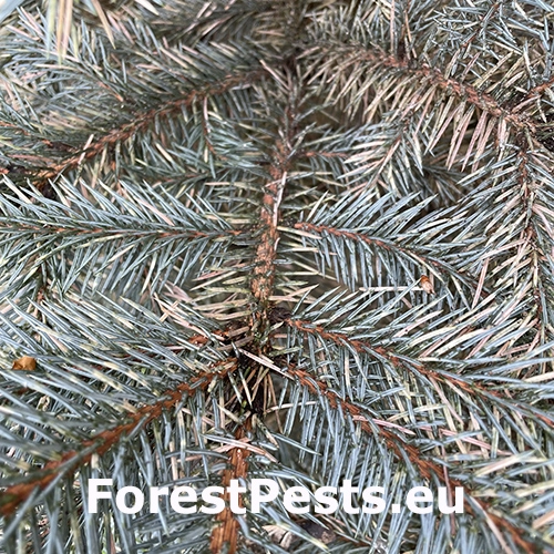 Vo&scaron;ka smrekov&aacute; 