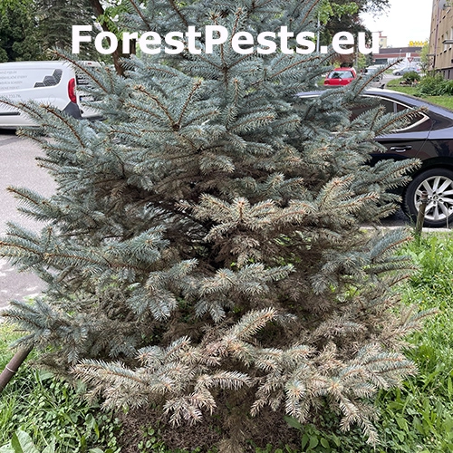 Vo&scaron;ka smrekov&aacute; 