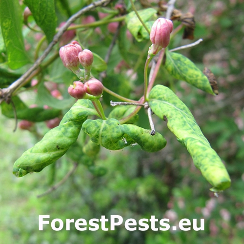 Vo&scaron;ka zemolezov&aacute;