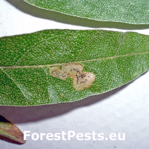 M&iacute;nerka Amauromyza elaeagni