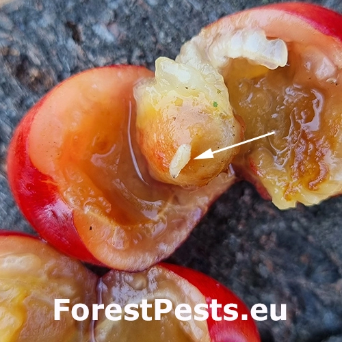 Vrtivka čere&scaron;ňov&aacute;