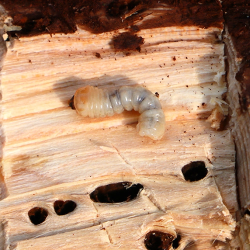 Vrz&uacute;nik Acanthocinus reticulatus