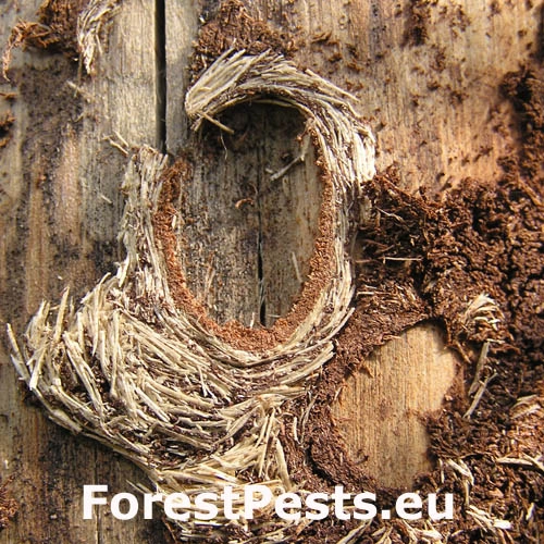 Vrz&uacute;nik borovicov&yacute;