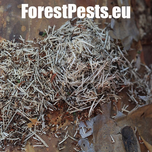 Vrz&uacute;nik Monochamus galloprovincialis 