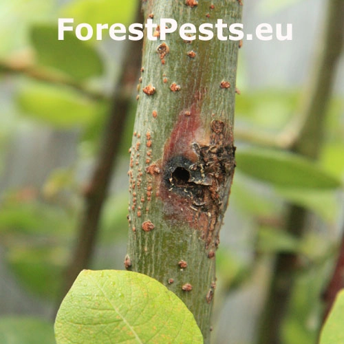 Vrz&uacute;nik osikov&yacute;