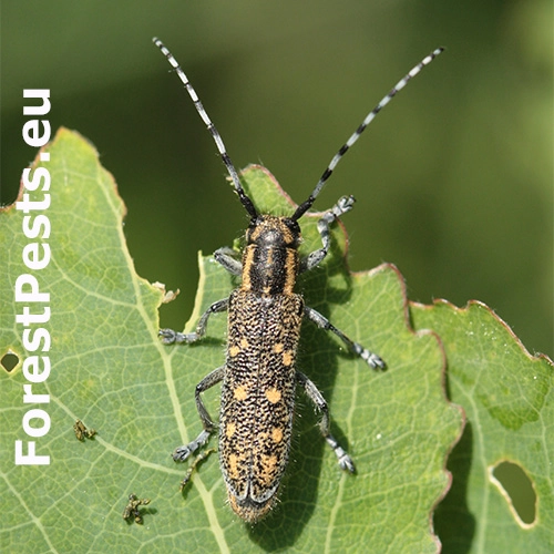 Vrz&uacute;nik osikov&yacute;