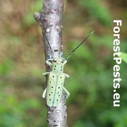 Vrz&uacute;nik Saperda punctata