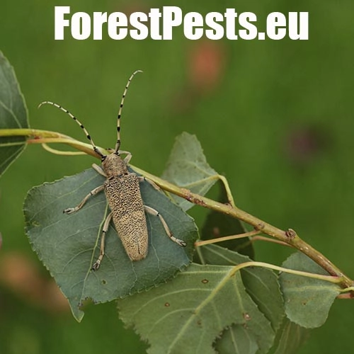 Vrz&uacute;nik topoľov&yacute;