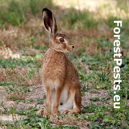 Zajac poľn&yacute;, kr&aacute;lik div&yacute;
