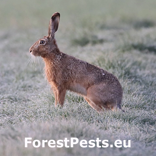 Zajac poľn&yacute;, kr&aacute;lik div&yacute;