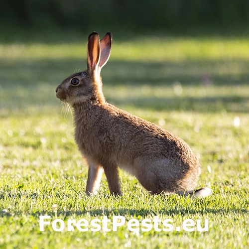 Zajac poľn&yacute;, kr&aacute;lik div&yacute;