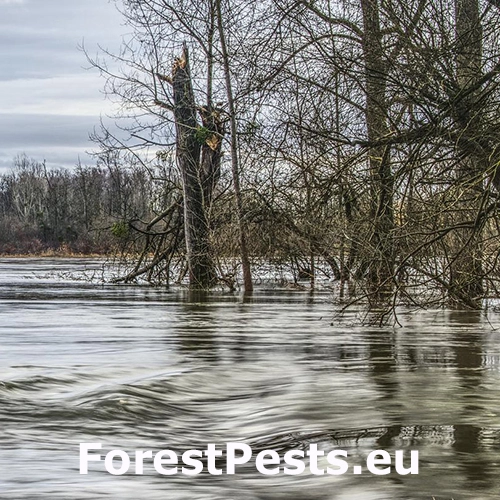 Zamokrenie, z&aacute;plavy
